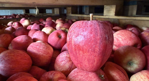 Czy mamy dużo jabłek w chłodniach? Wróciły szacunki WAPA