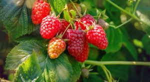Dwie nowe odmiany malin. Cechuje je plenność i wysoka jakość owoców