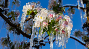 Straty gównie na Mazowszu. Sadownicy mają ostatnie dni na złożenie wniosków