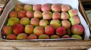 Handel jabłkami i gruszkami nabiera tempa? Aktualna sytuacja na Broniszach