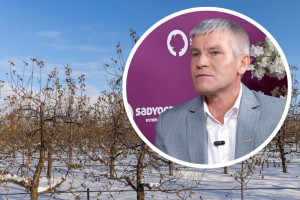 Czy mróz zaszkodzi przyciętym jabłoniom?