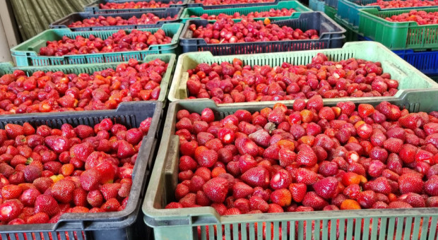 Wysokie ceny nie uratowały rynku. Import mrożonych truskawek bije rekordy