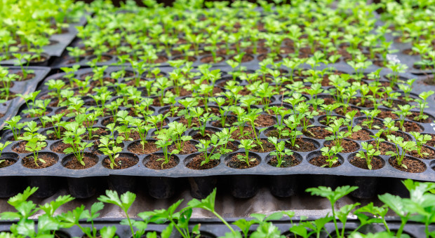 Stabilność ważniejsza niż chwilowy zysk. Producent warzyw o sezonie 2026