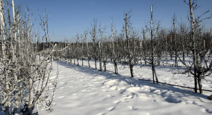 Mróz zniszczy nam sady?