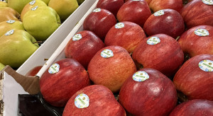 Eksport jabłek w styczniu 2026. Nowy rok przynosi rekordowy wynik