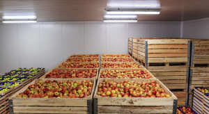 Ceny jabłek rosną? Tyle kosztują poszczególne odmiany