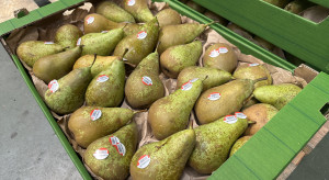Trudna sprzedaż gruszek w tym sezonie. Co się dzieje w handlu?