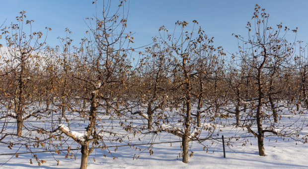 3 darmowe kursy dla sadowników. Sprawdź, z czego możesz się doszkolić