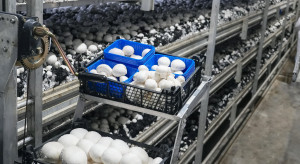 Śmierć w pieczarkarni. Prokuratura żąda kilkuset tysięcy złotych kary