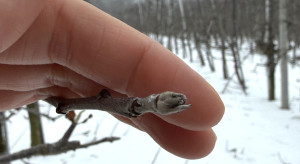 Realne obawy o pąki, a nawet całe kwatery sadów. Straty po mrozach mogą być ogromne