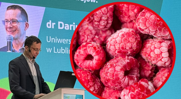 Koszty w uprawie malin przemysłowych. Różnice między Polską, a konkurencją