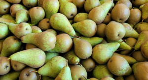 Belgijskie gruszki cofnięte z eksportu. Kazachstan powiedział "nie"