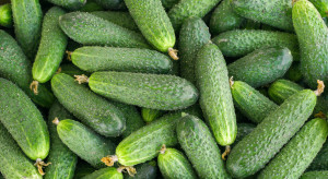 Pierwsze krajowe ogórki gruntowe z upraw dogrzewanych. Kosztują nawet 37 zł/kg