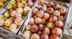 Zima „zamroziła” ceny na Broniszach. Jak idzie handel?