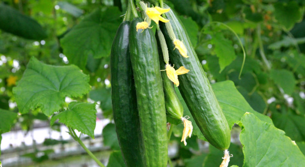 W sezonie zimowym to towar deficytowy. Produkcja odbije?