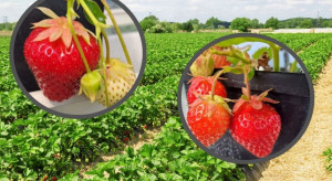 Nowe odmiany truskawek deserowych. Mają ważne dla plantatora cechy