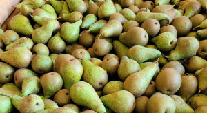 Czas na polską Konferencję? Gruszka z Beneluksu wyhamowała