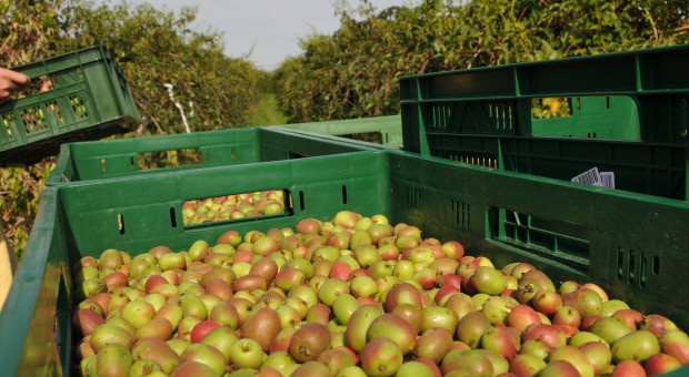 Minikiwi - blaski i cienie nowej uprawy w świetle dotychczasowych doświadczeń