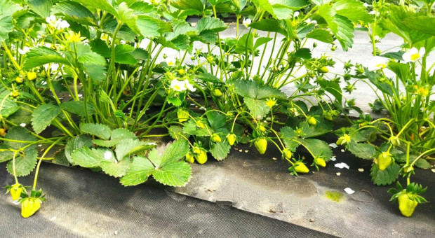 Zmiany w trendach odmianowych truskawek. Jakie wybrać sadzonki i odmiany?