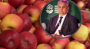 Duży rynek interesuje się polskimi jabłkami i borówkami. Rozmowy o rozwoju eksportu