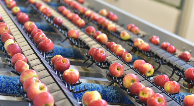 Stan i perspektywy handlu jabłkami w kraju i za granicą. Jak dalej potoczy się sezon?