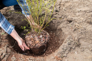 Sadzisz borówki? Podsyp tym krzewy, zaowocują obficie