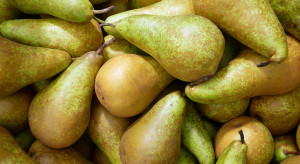 Ile mamy konferencji w chłodniach? WAPA podała najnowsze dane