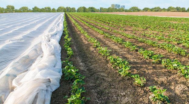 Truskawki kaszubskie po mrozach 2026 – jaki stan plantacji?