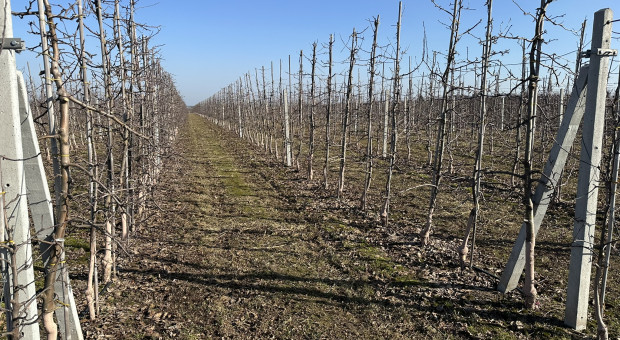 Mrozy uszkodziły drzewa owocowe? Dr Tomasz Lipa o sytuacji w sadach