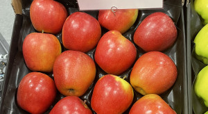 6 jabłoni, 1 malina i 3 truskawki. Nowe odmiany w krajowym rejestrze