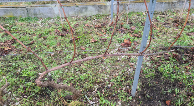 To podstawowy zabieg pielęgnacyjny. Kiedy i jak ciąć winorośle?