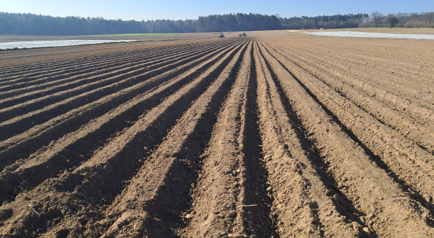 Na polach ruszył wyścig, a zapasy nadal zalegają. "Był kryzys, będzie katastrofa"