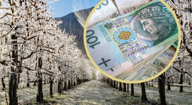 164 mln zł dla sadowników. ARiMR zakończyła wypłatę nadzwyczajnego wsparcia