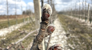 Sytuacja w sadach na Ukrainie. Czas mówić o szkodach?