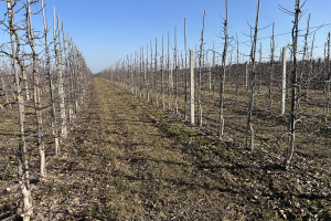 Biostymulacja i nawożenie na wiosnę - nowości od INTERMAG