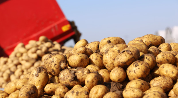 Rynek ziemniaka rozdarty miedzy Niemcy, a Cypr. Polska w totalnym dołku