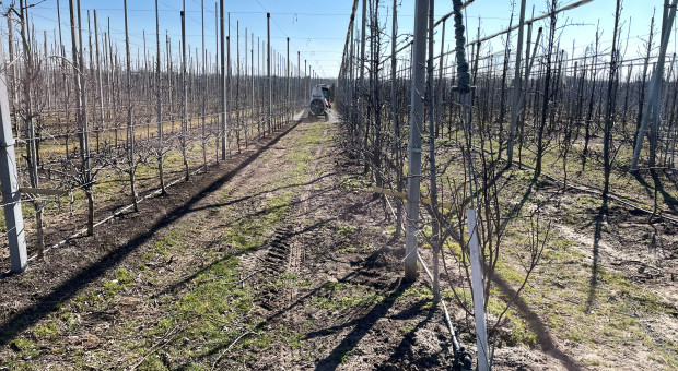 Pierwsze zabiegi wiosenne w sadach – miodówki, mszyce, tarcznik niszczyciel