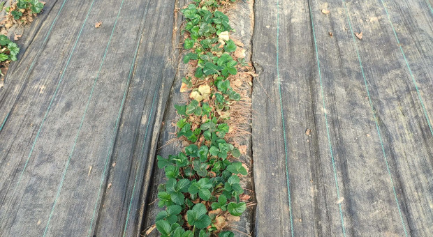 Sezon ruszył pełną parą. Relacja z gospodarstwa Rajska Truskawka