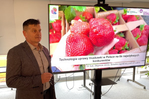 Produkcja truskawek na zakręcie – niestabilność rynkowa i anomalie