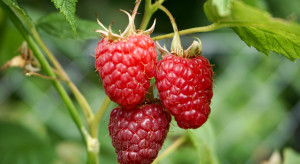 Maliny trzeciej generacji. Na czele odmiana Malaika