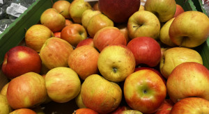 Zmarszczone i obite jabłka w znanej sieci. Do tego widoku nie da się "przywyknąć"