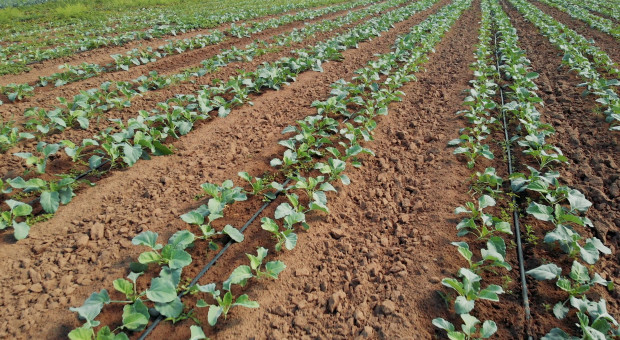 25 hektarowe gospodarstwo młodego producenta warzyw. Postawił na konkretne gatunki