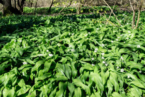 Naturalny antybiotyk z lasu. Ochroni przed miażdżycą i nadciśnieniem