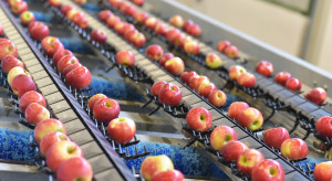 Zapowiadało się dobrze, zakończy przyzwoicie. Eksporter o sezonie jabłkowy 2025/26