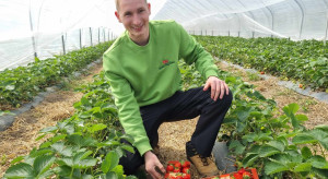 Truskawki u Mateusza Maruszewskiego – jakie przezimowanie i perspektywy na sezon 2026?