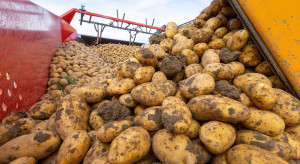 To nie była darmowa sprzedaż! Ziemniaki sprzedane, pieniędzy nie widać