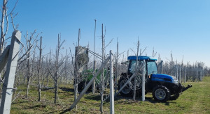 Tarcznik niszczyciel – zagrożeniem w sadach jabłoniowych i borówce