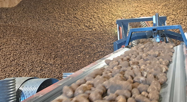 Bariery fitosanitarne uderzają w polskich producentów. "Eksport jest duszony"