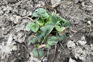 Gleba w centrum uwagi – jak przygotować plantacje jagodowe na nowy sezon?