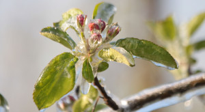 Pierwsza fala zimna w sadach. Koniec tygodnia z dużymi przymrozkami